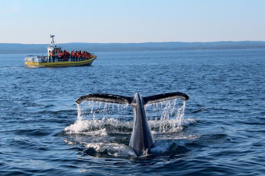 San Juan del Sur – Boat trip to see dolphins and whales