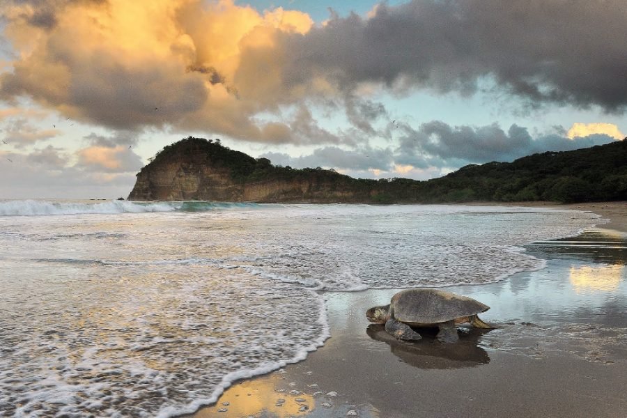 San Juan del Sur – Turtles and visit to the La Flor nature reserve